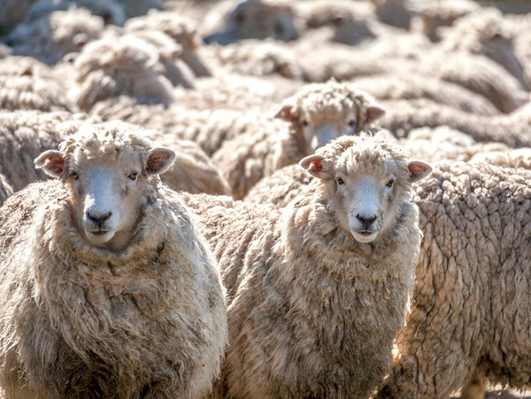 Merino Wool Made By Nature 