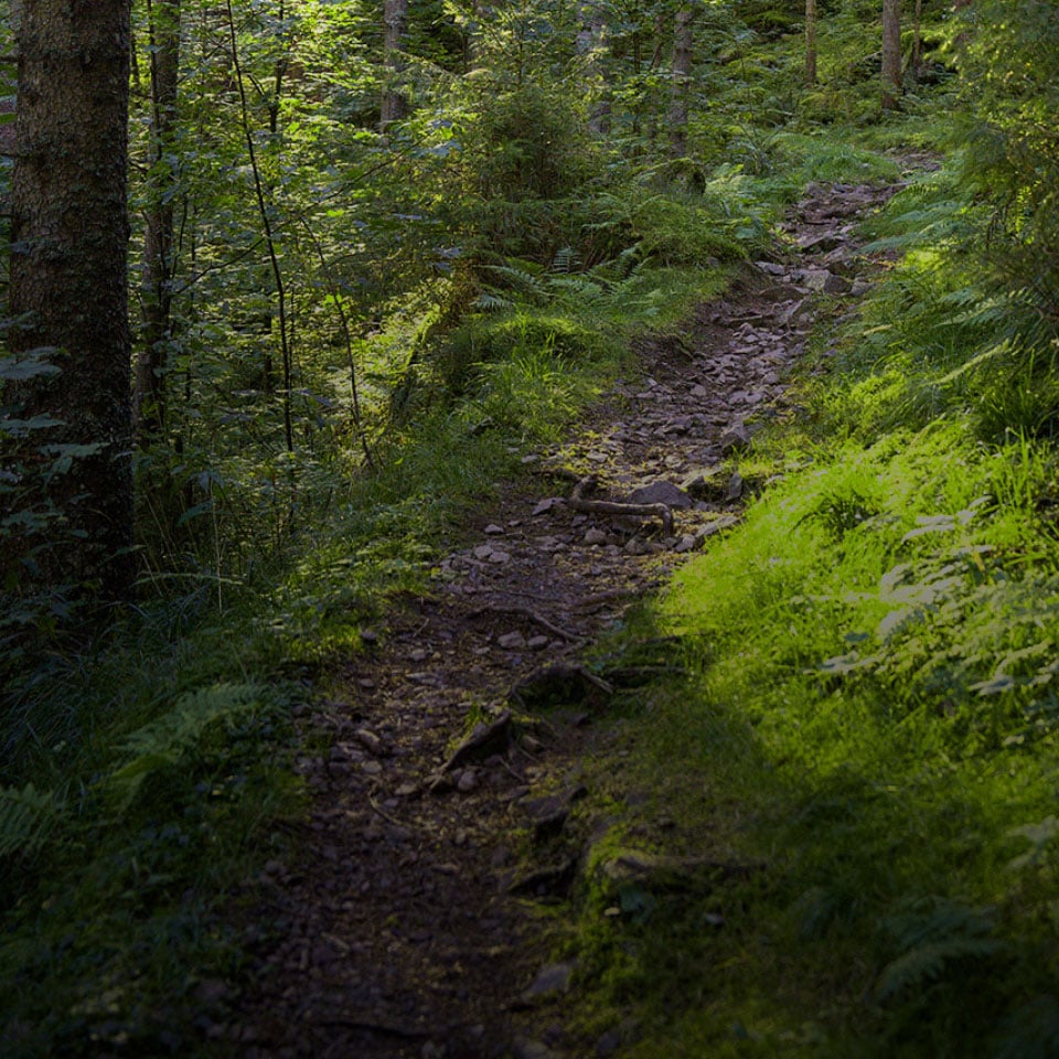 Campaign image for the Wolf Trail