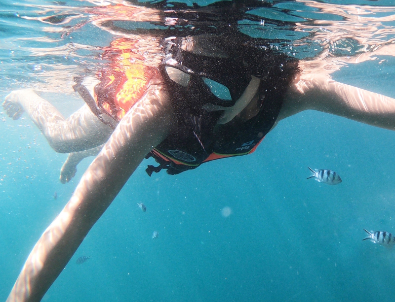 Varnvarn snorkelling in the water