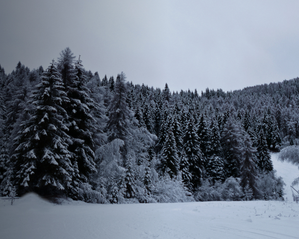 Snowy forest landscape