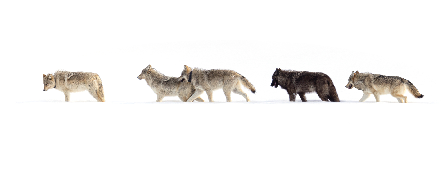 Wolves in the snow